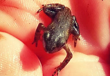 Small baby frog in the palm of a hand